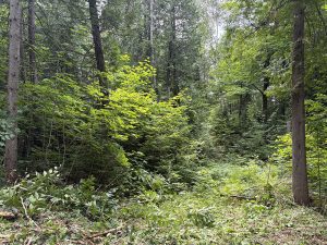 Service de déboisement après - Gouttières Lanaudière