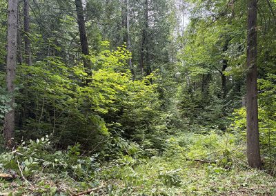 Service de déboisement après - Gouttières Lanaudière