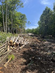 Service de déboisement avant - Gouttières Lanaudière